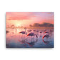 FLOCK OF FLAMINGOS 4